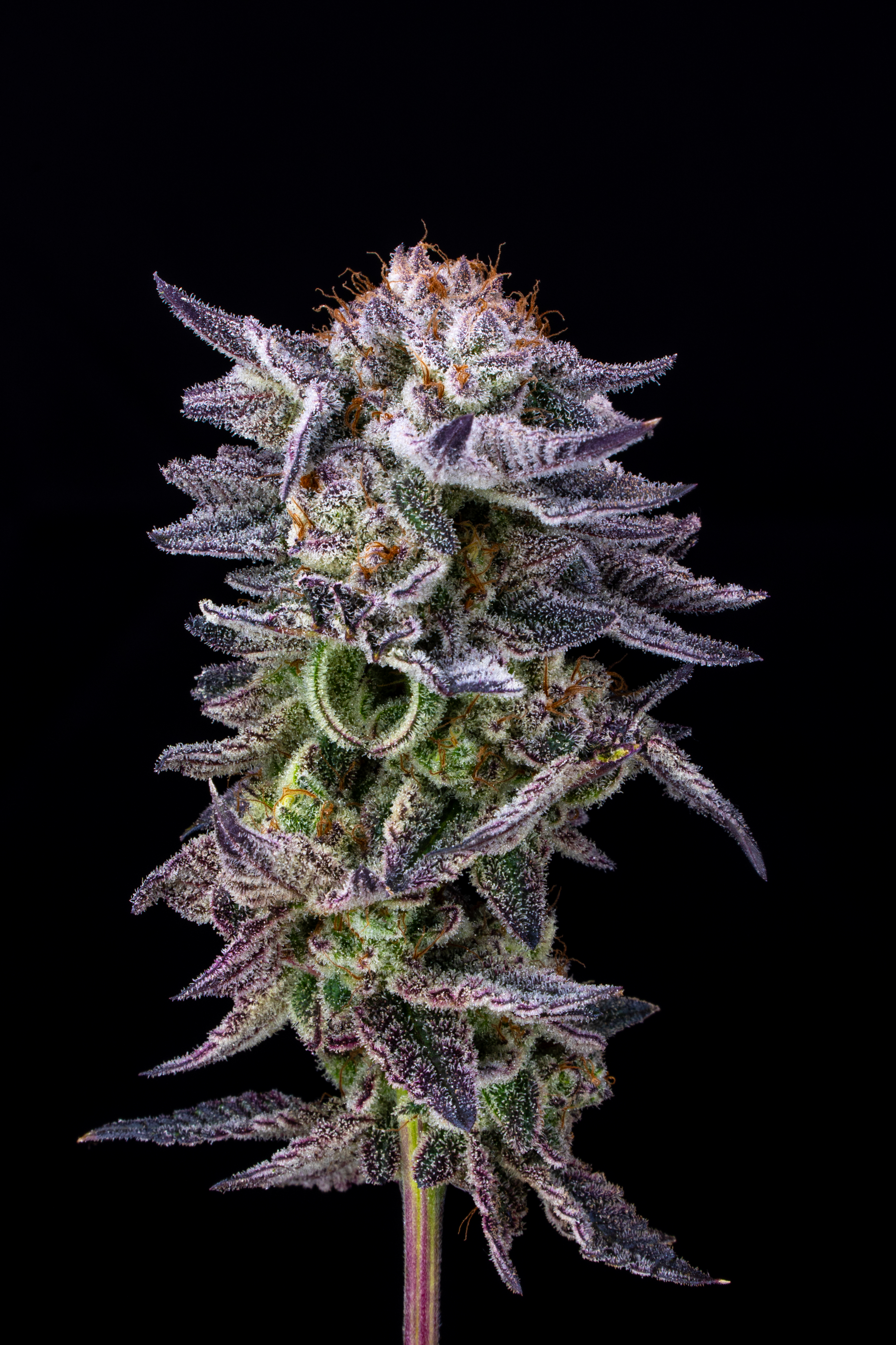 Cannabis Cosechalibre