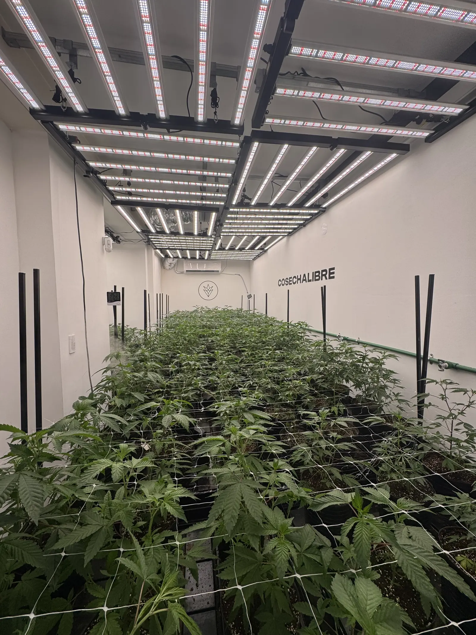 Sala · vegetativo · SCROG