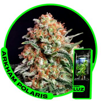 Polaris - Arkham - Esqueje listo para cultivar