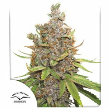 Alt text- “Semillas Glueberry O.G. Auto X3 de Dutch Passion – hasta 600 g:m² y sabor afrutado con notas de pino”