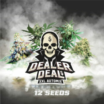 Dealer Deal XXL Automix - BSF Seeds - x 12