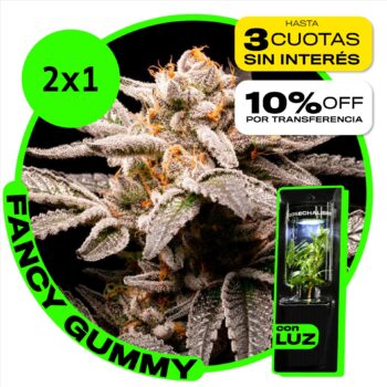 2x1 en Fancy Gummy - Rkiem – Esqueje listo para cultivar