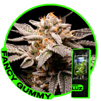 Fancy Gummy - Rkiem – Esqueje listo para cultivar