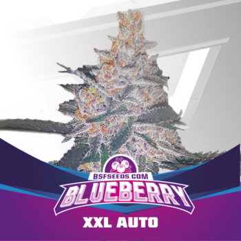 Blueberry XXL Auto - BSF Seeds