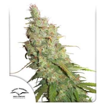 Semillas autoflorecientes Desfrán X3 de Dutch Passion – alto contenido de THC y efecto energizante'