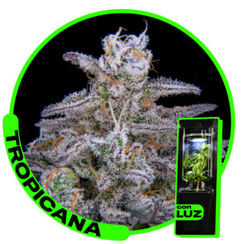 Tropicana Sweed Lab - Esqueje listo para cultivar