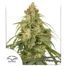 Texto ALT- “Semillas Auto CBD-Victory X3 de Dutch Passion – hasta 500 g:m² y equilibrio perfecto de CBD y THC”