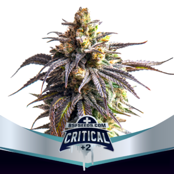 Critical + 2 XXL Auto - BSF Seeds