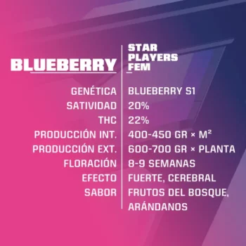 2 blueberry-fem autofloreciente semillas como comprar semillas en argentina semilla legal cannabis porro como armar un porro cbd