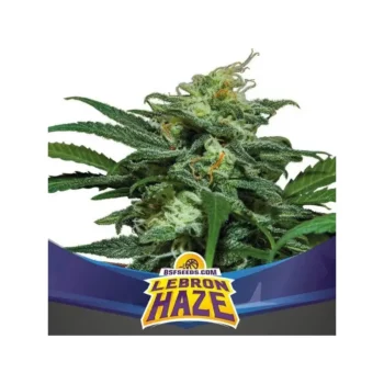 Automatica auto Lebron haze semilla gorilla glue bsf seeds de cannabis argentina donde comprar semillas de cannabis legalmente en argentina cbd porro cannabis marihuana .