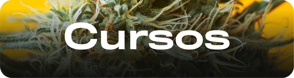 Curso de cultivo - Aprende a cultivar cannabis porr cbd aprender a cultivar curso de cultivo kit cultivo indoor marihuana