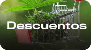 Curso de cultivo - Aprende a cultivar cannabis porr cbd aprender a cultivar curso de cultivo kit cultivo indoor marihuana
