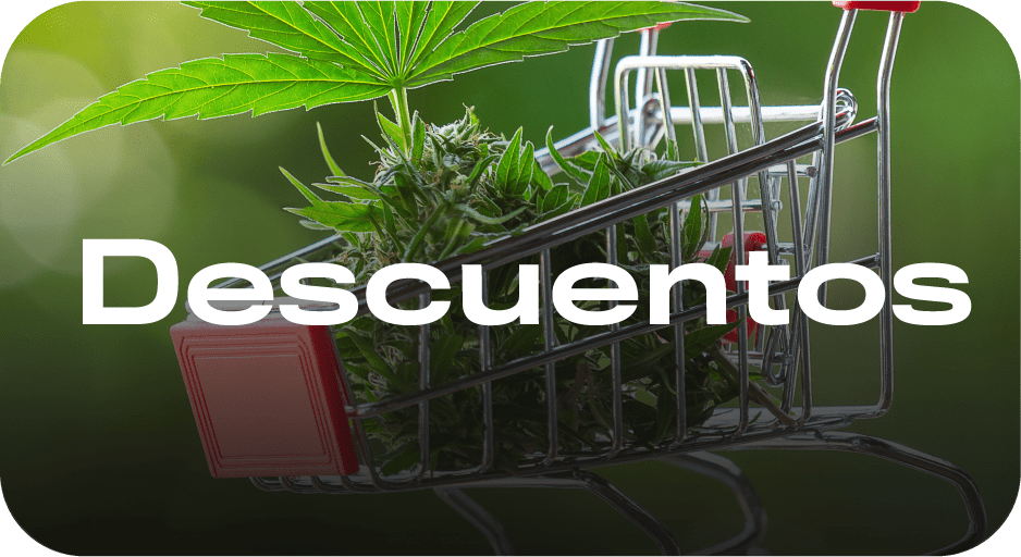 Curso de cultivo - Aprende a cultivar cannabis porr cbd aprender a cultivar curso de cultivo kit cultivo indoor marihuana