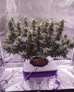 cultivo de cannabis canabis medicinal cbd cbd cbd canabis cultivo de canabis