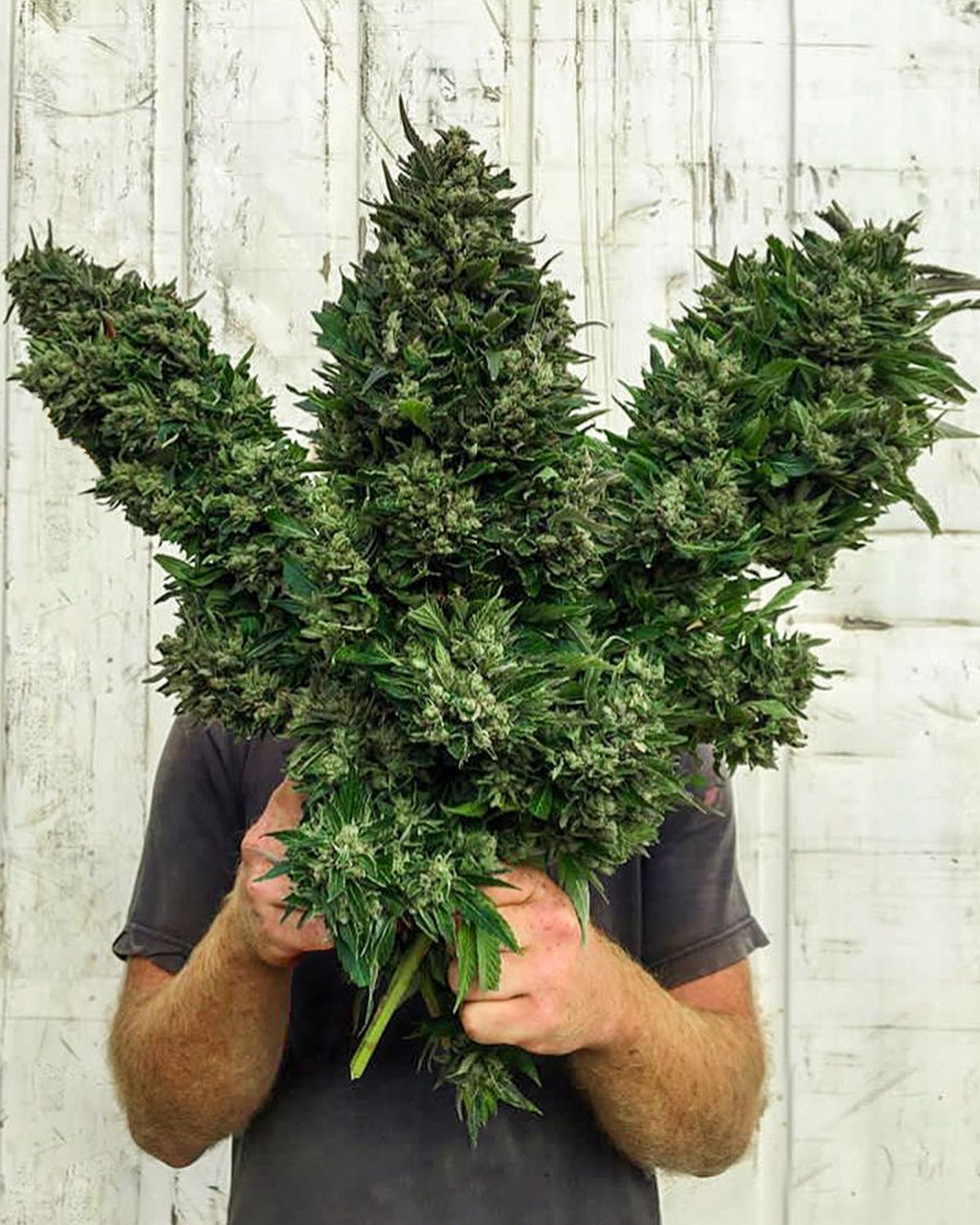 Cómo cuidar las plantas de cannabis si estarás lejos de casa? | Cosechalibre, image size:1200x1500