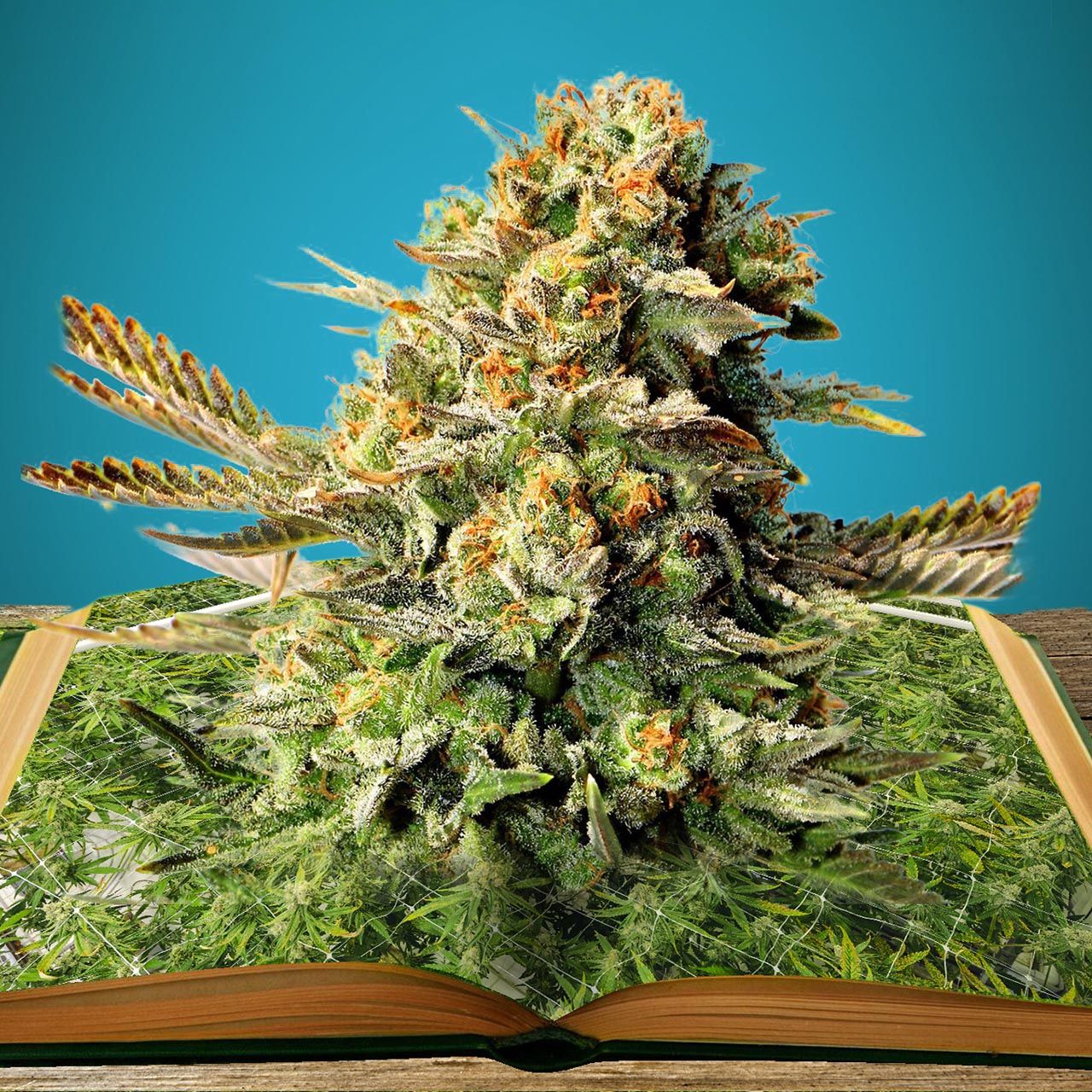 La biblioteca del cultivador cannabico.