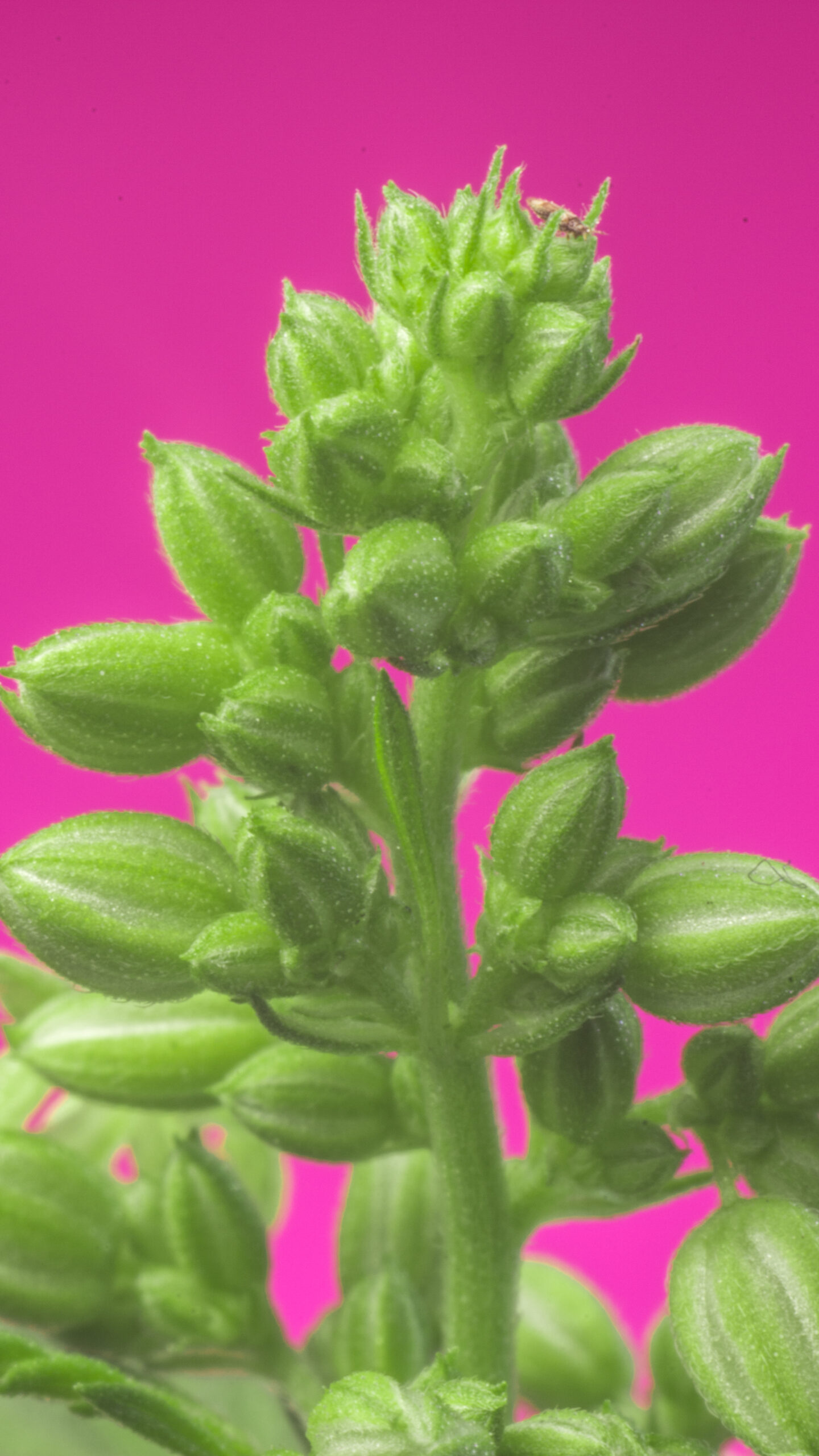 armar un porro? Cosechalibre