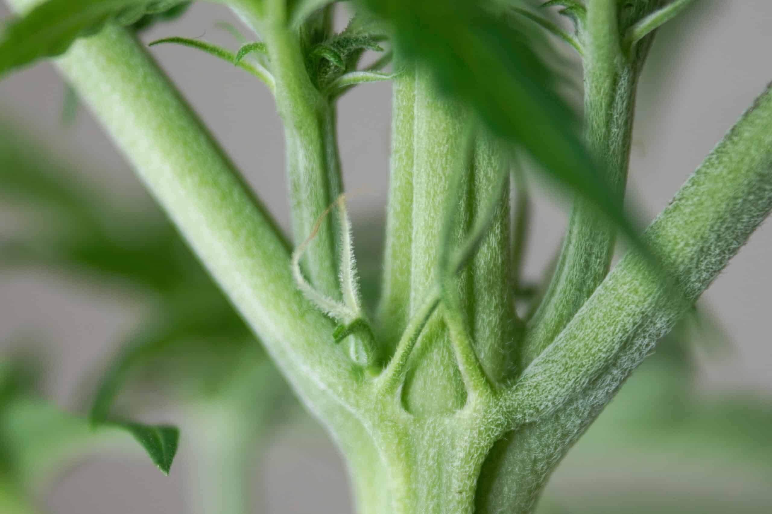 Cómo reconocer una planta macho de una hembra? | Cosechalibre