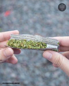 Si consumes cannabis y te han pedido una prueba de detección de drogas, es probable que te pregunte cuanto dura la marihuana en sangre y en la orina.