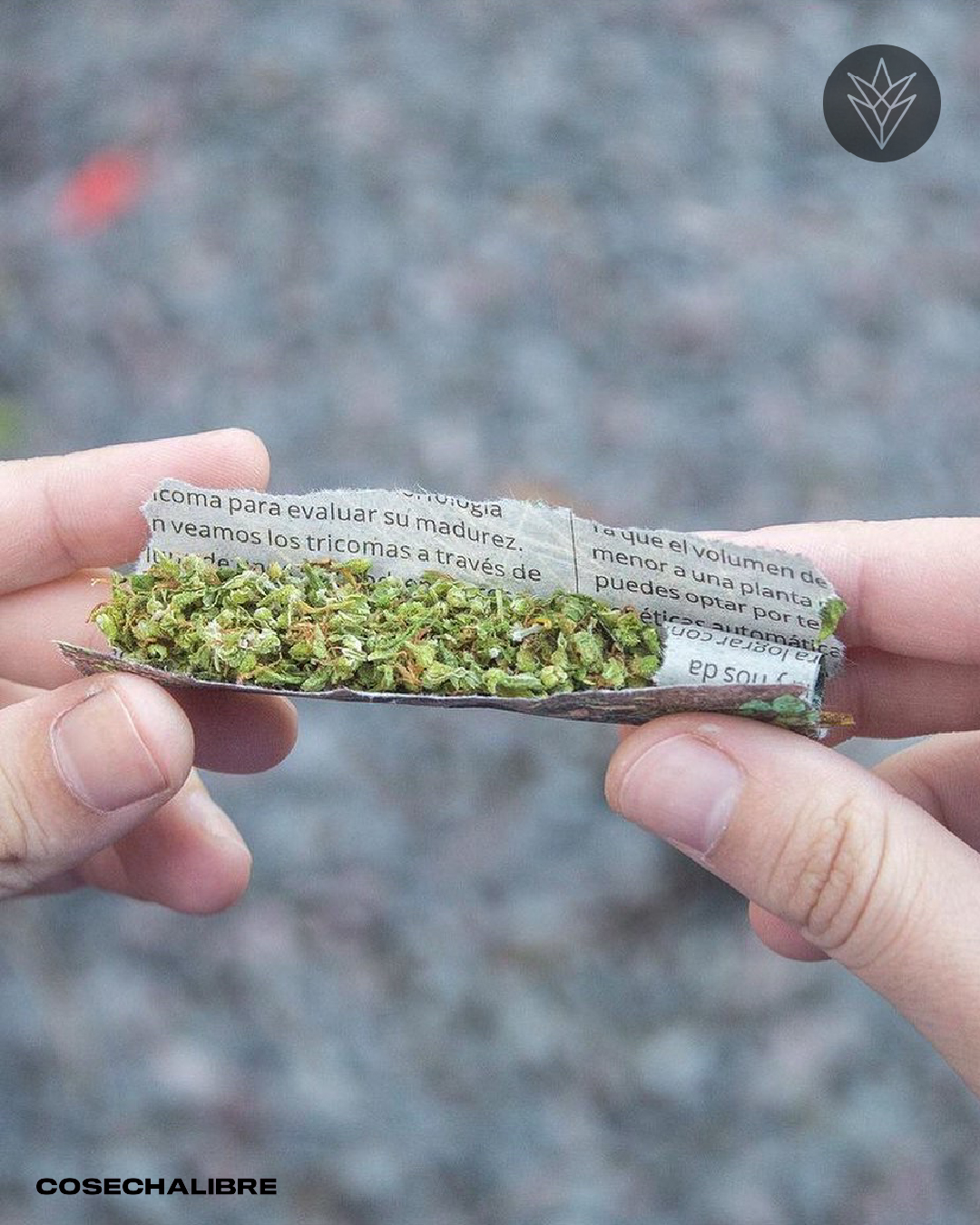 Si consumes cannabis y te han pedido una prueba de detección de drogas, es probable que te pregunte cuanto dura la marihuana en sangre y en la orina.