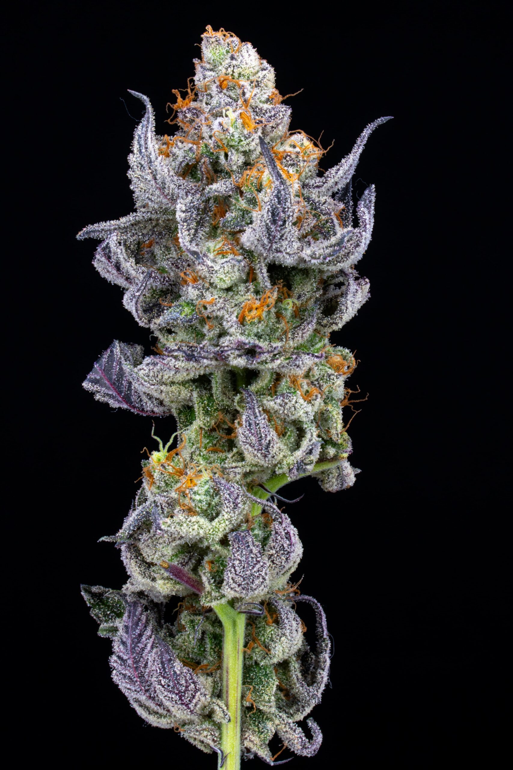 Cherry — Estudio