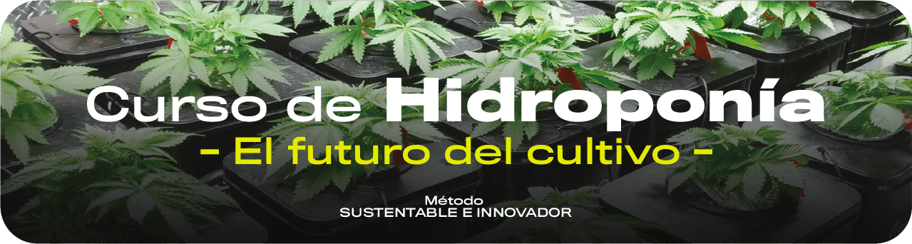 Curso hidroponia