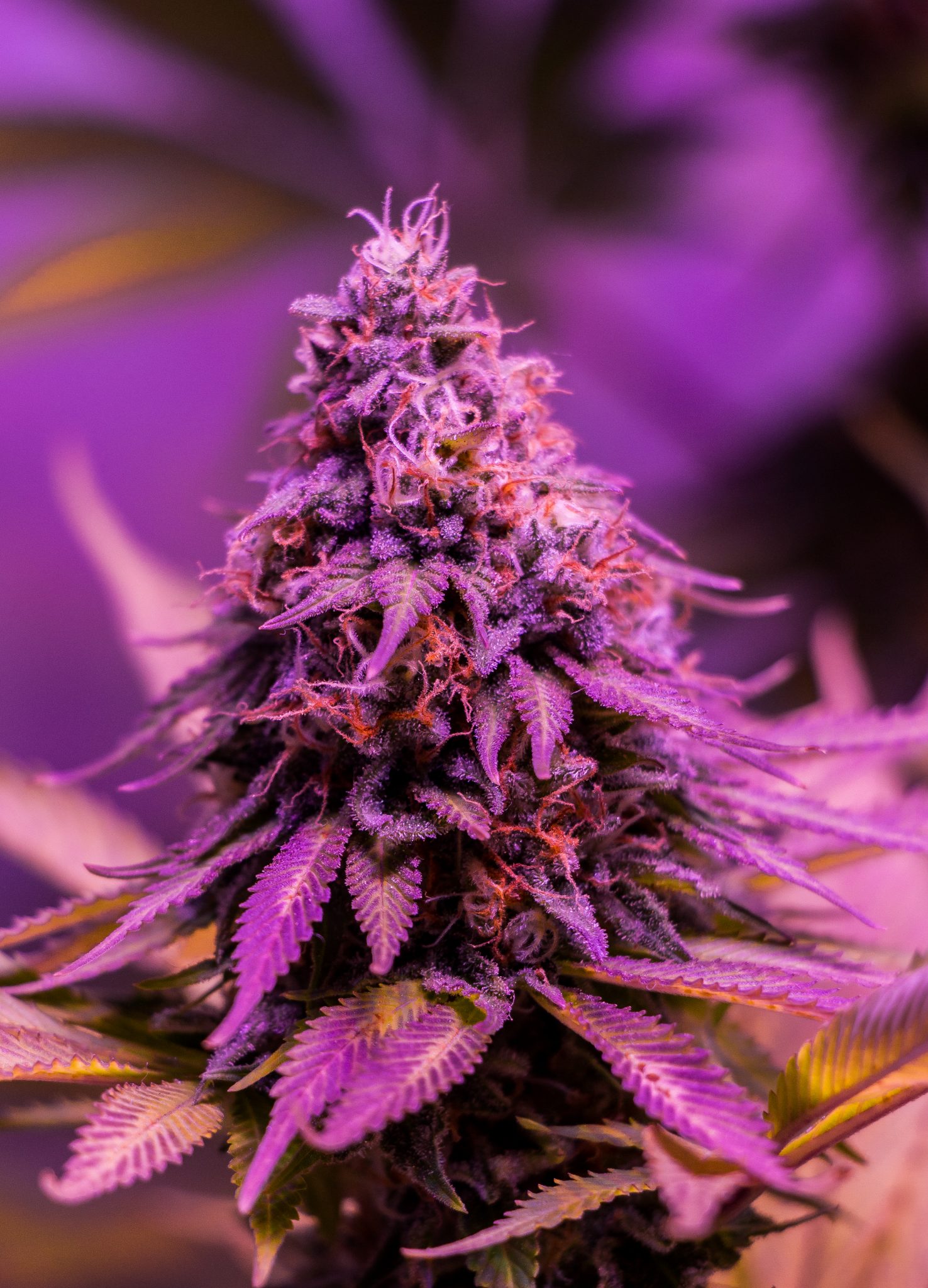Las Propiedades Medicinales De Las Variedades De BSF Cosechalibre las-propiedades-medicinales-de-las-variedades-de-bsf-cosechalibre