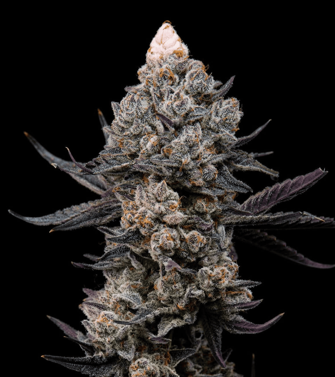 Watermelon — Estudio