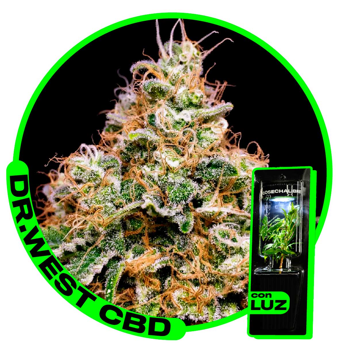 DR-WEST-CON-CBD