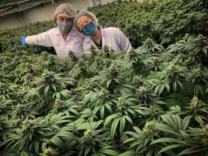 Ministerio de Salud y Deportes de Bolivia - AUTORIZAN USO DE CANNABIS  MEDICINAL DE MANERA EXCEPCIONAL PARA UNA MENOR POR EL LAPSO DE 3 MESES