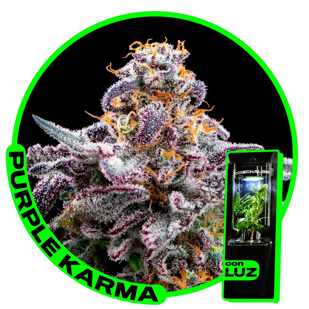 PURPLE-KARMA-CON-LUZ