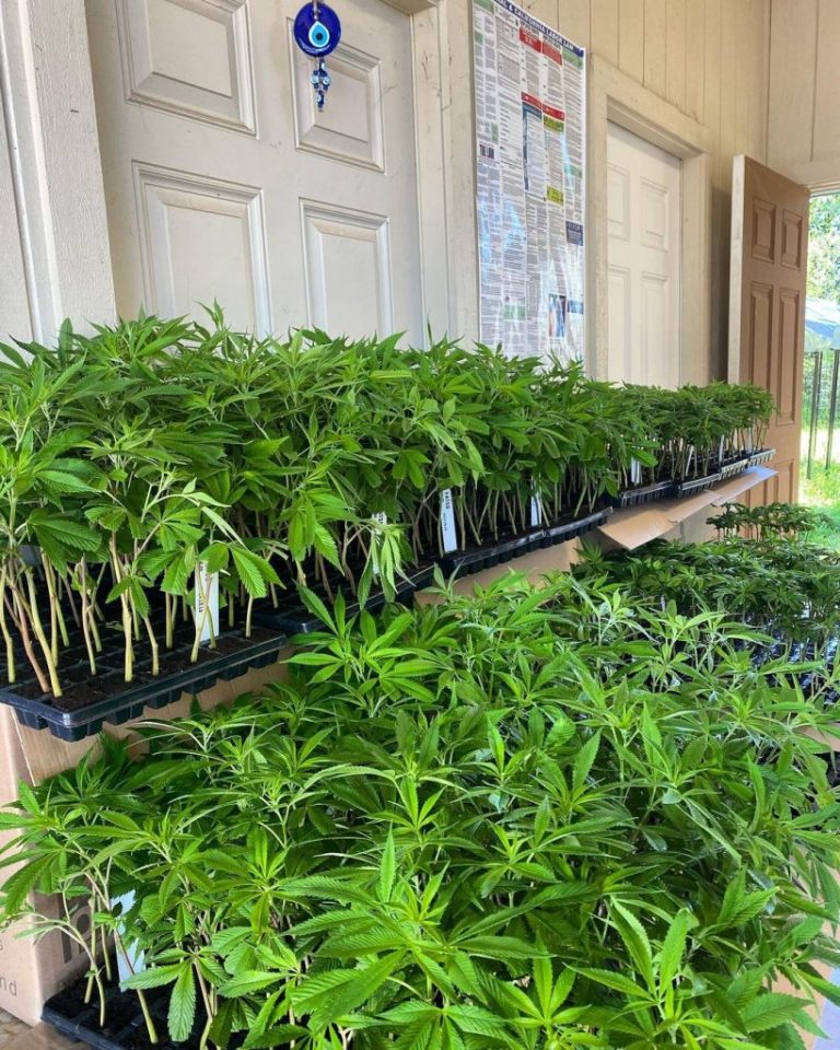 Los cuidados y beneficios de las plantas madres Cosechalibre