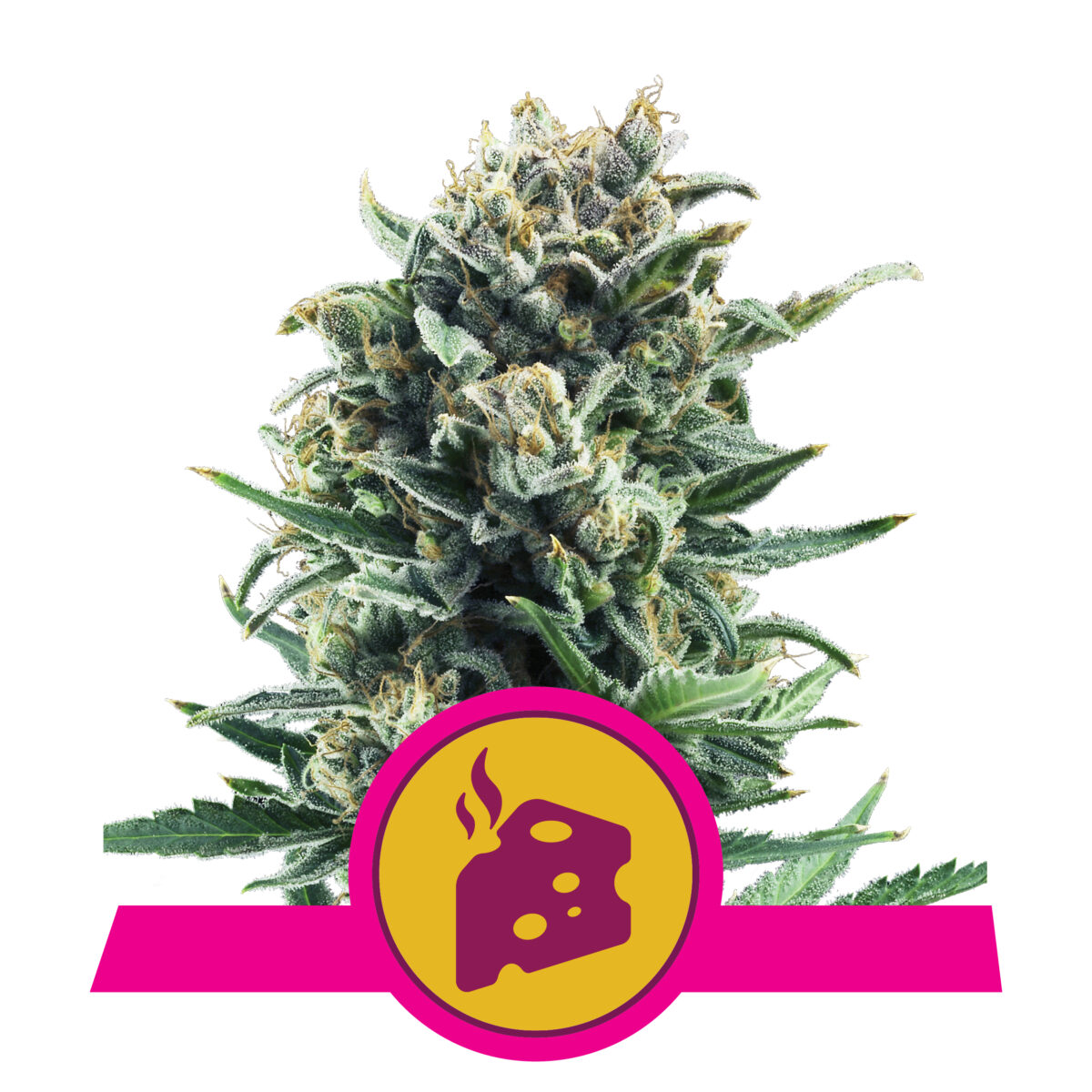 RQS_FEM_BlueCheese-1200x1200