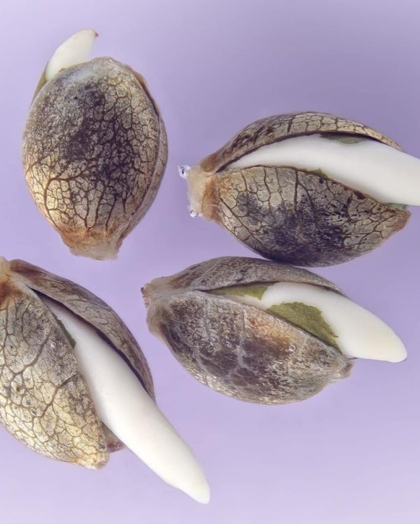 Técnicas de germinación para semillas de marihuana