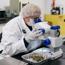 cannabis-testing-lab-insurance-s2s