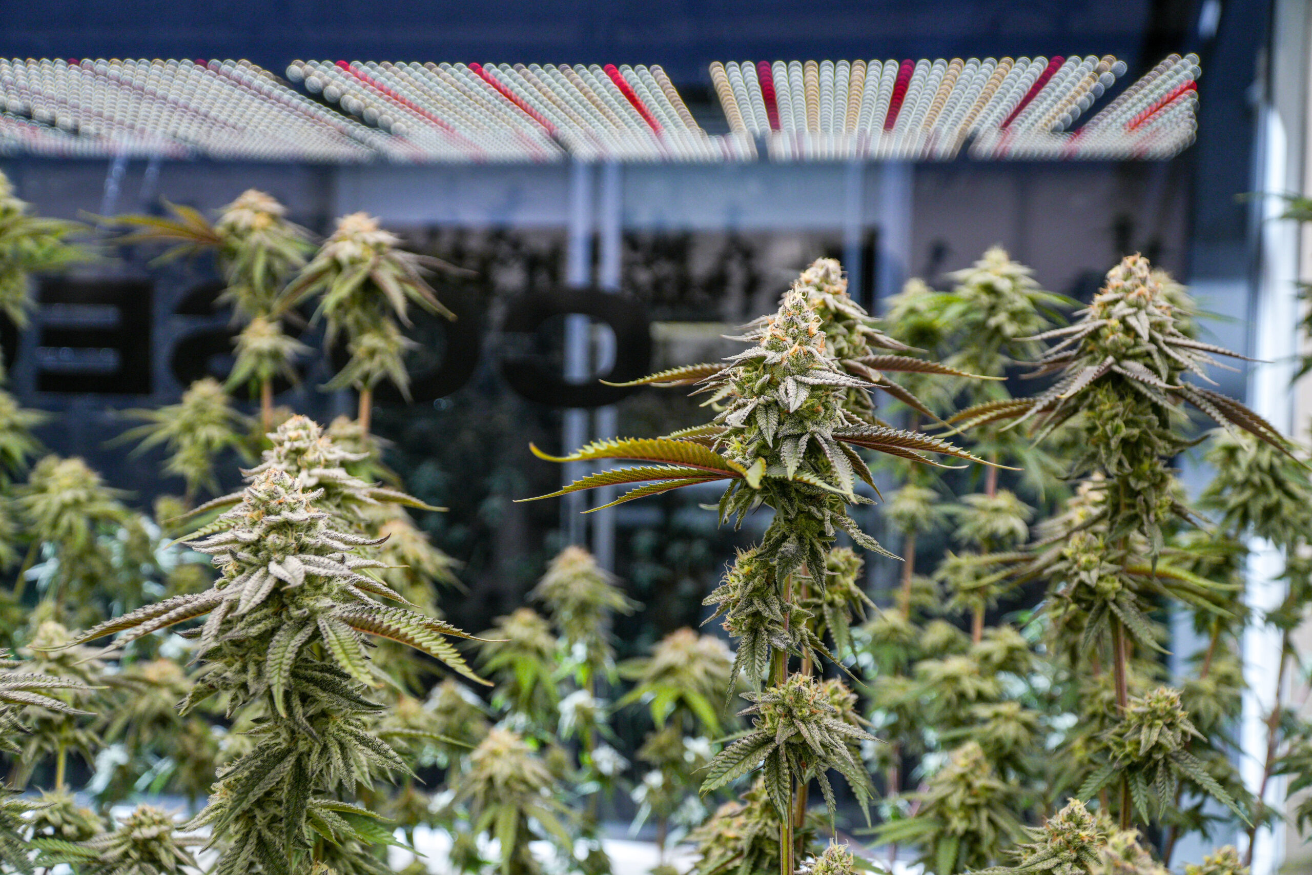 Sala de cultivo con cogollos Tangie