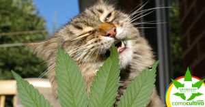 gatos y cannabis