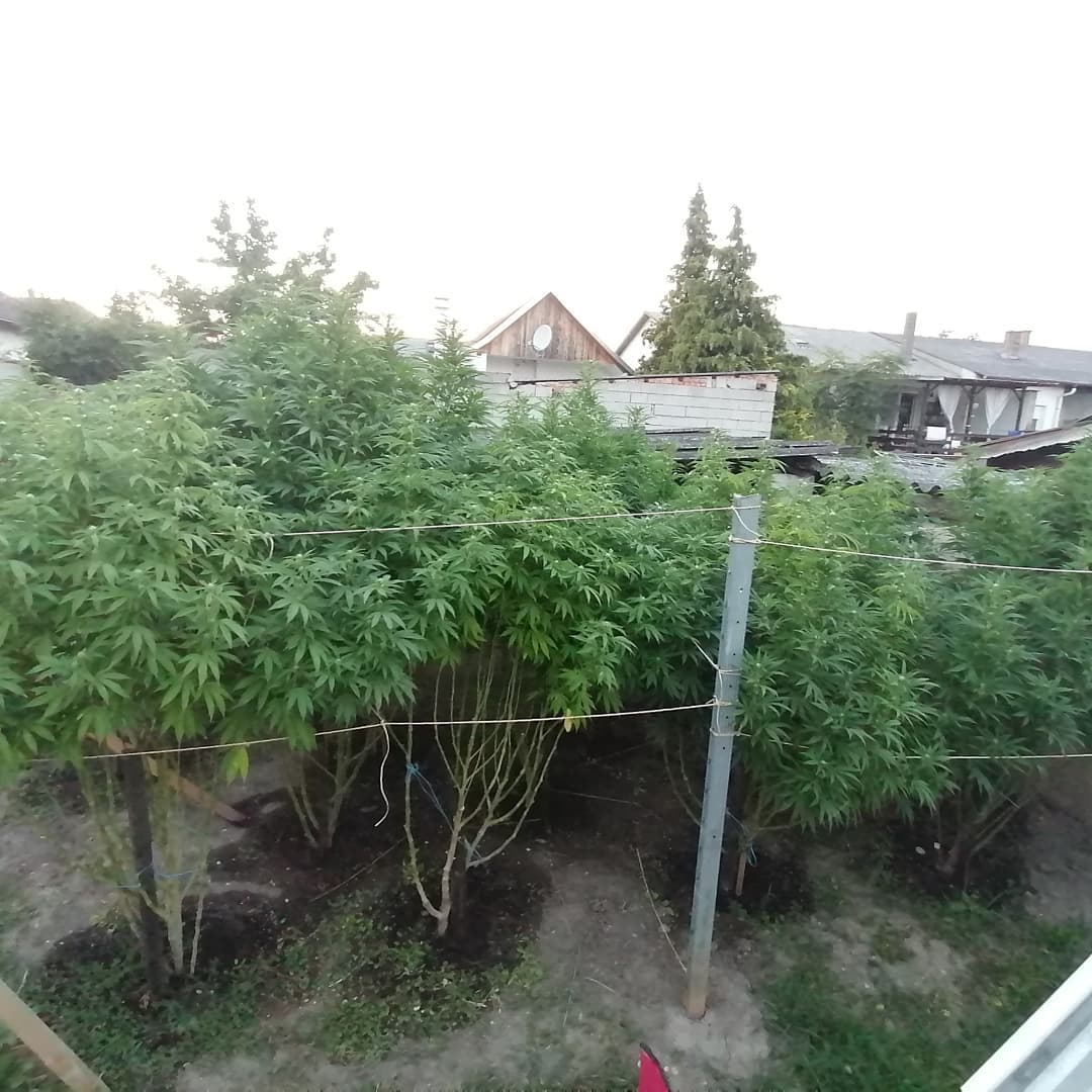 Peligros en cultivo de exterior | Cosechalibre, image size:1080x1080